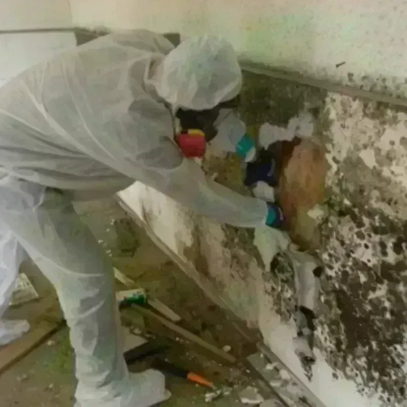 Mold Remediation and Removal in Dallas, GA